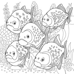 Adult colouring page with piranha fishes. Outline intricate underwater design.