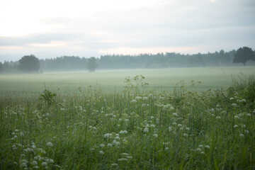 Fototapeta na wymiar Summer's Symphony: Blossoming Meadow Serenade in the Morning Light in Northern Europe
