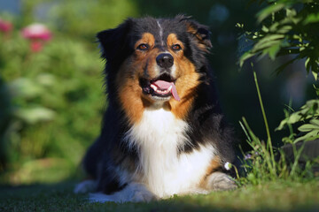 Adorable tricolor Australian Shepherd dog posing outdoors lying down on a green grass in summer