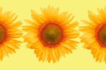 Beautiful fresh sunflower on a bright yellow background. Flat lay, top view, copy space. Autumn or summer concept, harvest time, agriculture. Sunflower natural background. flower card