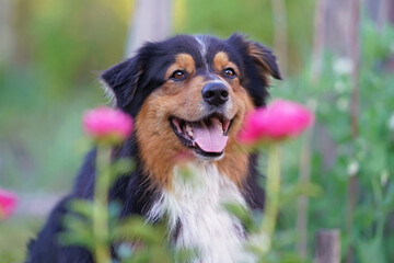The portrait of an adorable happy tricolor Australian Shepherd dog posing outdoors with pink...