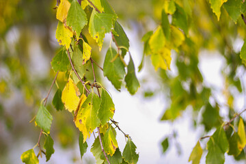 yellowed birch leaves autumn time