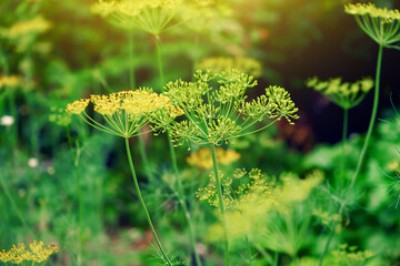 Fresh dill. Anethum graveolens growing on the vegetable bed. Annual herb, family Apiaceae. Growing fresh herbs. Green plants in the garden, ecological agriculture for producing healthy food concept - obrazy, fototapety, plakaty