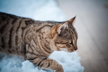 Side view and close-up view of a grey cat ready for hunting in the snow. A domestic cat is hunting in the snow. 