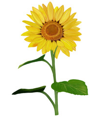 Sunflower on white 