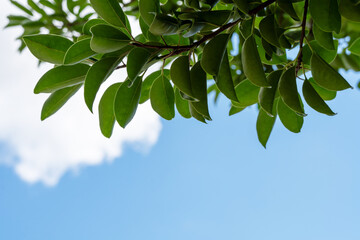 木の葉の向こうに見える青空と雲