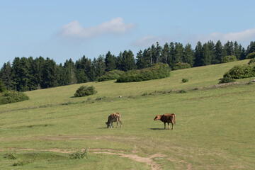Naklejka na ściany i meble Guernsey crossbred cows grazing in pasture in Kumbet Highland