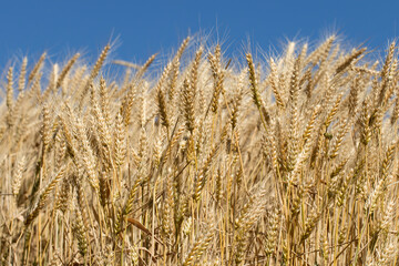 Ripen wheat ears in a wheat field before harvesting
