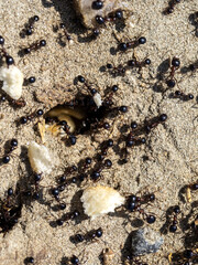 Ants drag food scraps into ground nests. Albania - 628492333