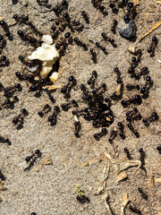 Ants drag food scraps into ground nests. Albania