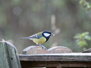 Great blue tit eating a seed