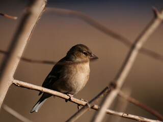 Photo of a dunnock hiding between branches