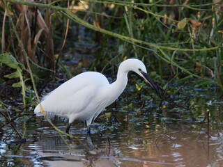 Naklejka premium Egret looking for a fish