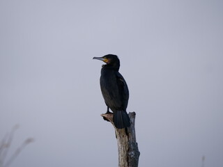Fototapeta premium Great cormorant relaxing