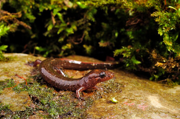 Lungless salamander: Dusky salamander or Northern dusky salamander // Brauner Bachsalamander (Desmognathus fuscus)