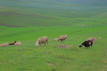The sheep of the grasslands