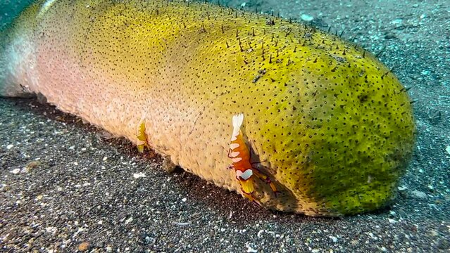 two emperor shrimps on a brown sandfish sea cucumber which moves slowly over sandy seabed. Shot during daylight in indo-pacific.