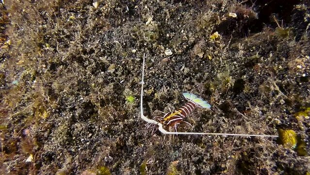 juvenile painted spiny lobster walks over coral reef and approaches camera. Body has violet to brown color, tail and large antennae are white