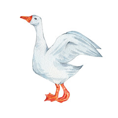 Watercolor goose flapping its wings. Cute farm bird. Hand drawn illustration on tranparent.