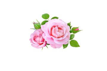 Pink rose flowers, buds and leaves bunch isolated transparent png