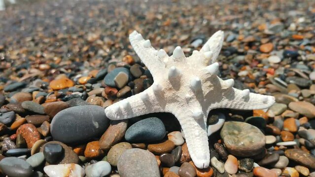 A sea shell lies on the seashore