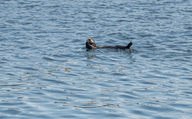 Fototapeta premium Sea Otter on the surface in Prince William Sound, Alaska, USA