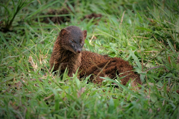 mongoose on grass