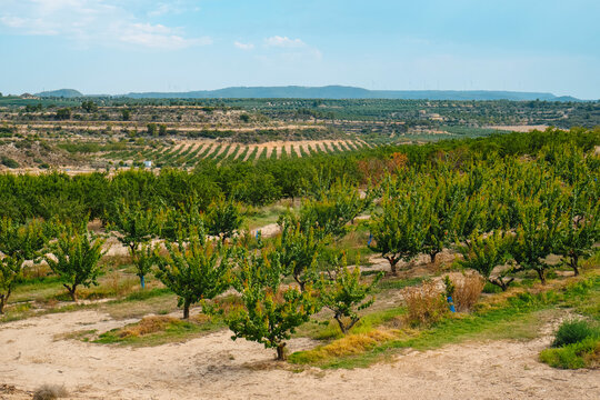 orchard of apricot trees in Seros, Lleida province, Spain