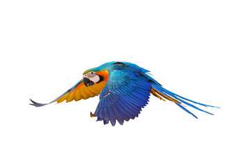 Gracefully flying parrot isolated on transparent background png file