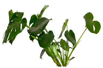 green leaves of Monstera deliciosa / Alocasia Wentii / Strelitzia Nicolai plant isolated on...