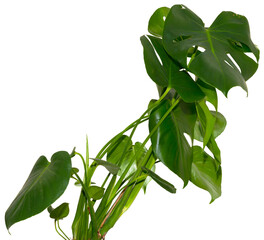 green leaves of Monstera deliciosa / Alocasia Wentii / Strelitzia Nicolai plant isolated on transparent background, png, image compositing footage, alpha channel, forest, nature, jungle, tropical