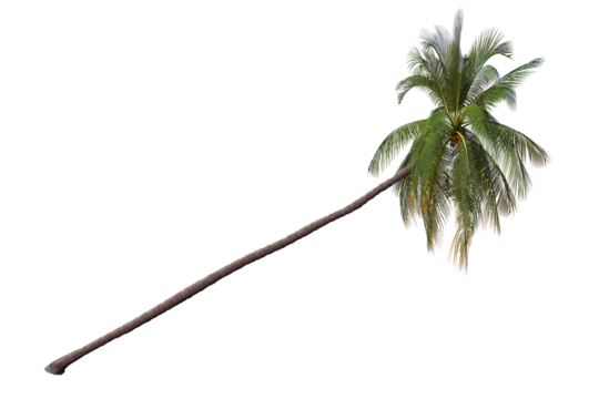 Isolated Coconut Tree