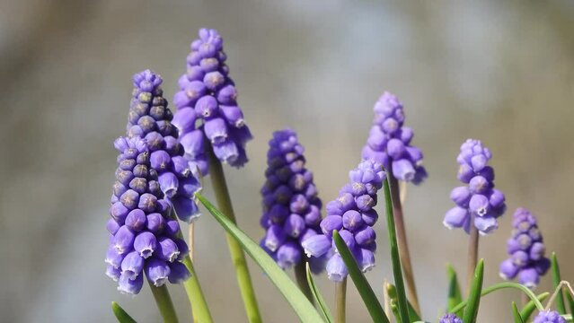 blue grape hyacinths in springtime in the nature