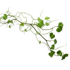 A beautiful green vine isolated