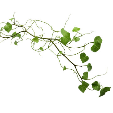 A Beautiful Green Vine Isolated