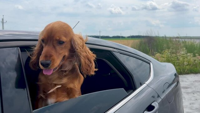 Dog Red English Cocker Spaniel leaned out of the car window during a stop.
