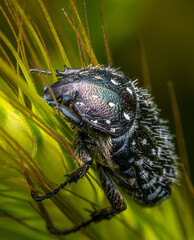 Macrophotography of a White Spotted Rose Chafer (Oxythyrea funesta) with natural background. Extremely close-up and details.