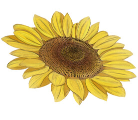 sunflower isolated on white