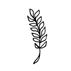 Botanical illustration of home plant zamioculcas zamiifolia. Doodle style