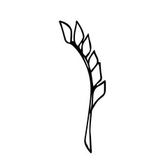 Botanical illustration of home plant zamioculcas zamiifolia. Hand drawn plant in doodle style