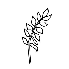 Botanical illustration of home plant zamioculcas zamiifolia. Hand drawn in doodle style