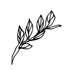 Botanical illustration of home plant zamioculcas zamiifolia. Hand drawn plant branch in doodle style. Can be used for wedding invitations, print
