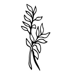 Botanical illustration of home plant zamioculcas zamiifolia. Hand drawn plant branch in doodle style. Can be used for wedding invitations, print