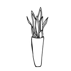 Botanical illustration of house plant Snake Plant in a pot. Hand drawn plant branch in doodle style. Can be used for wedding invitations, print