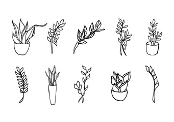 Set botanical illustrations of home plants Snake Plants and zz plants. Hand drawn herbal branches in doodle style. Illustrations of potted plants can be used for wedding invitations, print