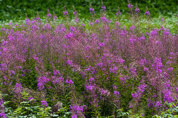 Fototapeta premium field of lavender