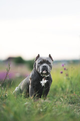 Dog bull terrier playing at green grass