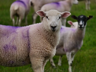 Sheep portrait before being herded to night shelter