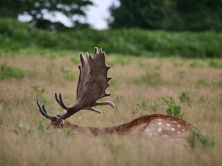 Wild deer in Bradgate Park UK