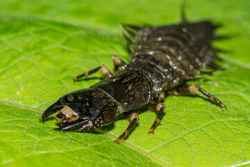 Eastern Dobsonfly Hellgrammite - Corydalus cornutus